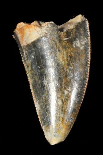 Undescribed Tyrannosaur Tooth - Aguja Formation, Texas #38982